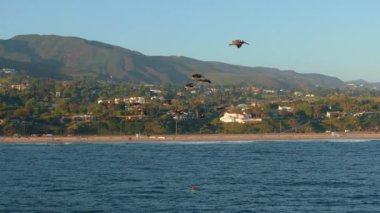 Gün batımında çekilen enfes bir hava sahnesinde büyüleyici bir pelikan grubu Malibu, California 'da yavaşça süzülüyor. Huzurlu ve resimli bir sahne hazırlıyorlar.