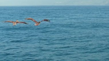 Güneş batarken, doğanın huzur verici güzelliği pelikanların büyüleyici ve yavaş bir şekilde okyanus üzerinde süzülerek barış ve birlik hissi yaymasıyla ortaya çıkar.