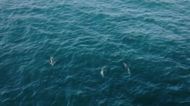 Hava 4K görüntüsü yunusları, pelikanları ve martıları günbatımında 120 fps (120 fps) 'de yavaş çekimde balık avlarken yakalar ve güzel bir deniz ekosistemi ve vahşi yaşam etkileşimini gösterir.