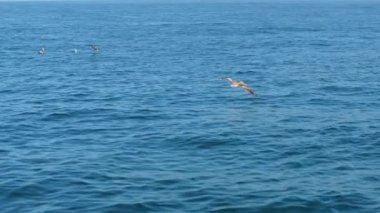 Bir grup pelikan, 120 fps 'de yavaş çekimde yakalanmış, zarif ve büyüleyici bir sahile sahip doğal güzellik ve zarif bir uçuş sahnesi sunarak, günbatımı okyanusu üzerinde zarif bir şekilde süzülür.