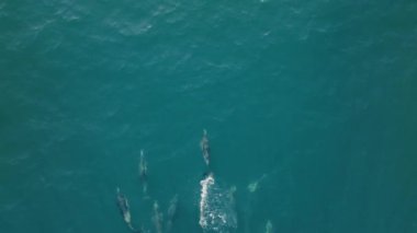 Gün batımında balık avlayan yunusların çarpıcı hava görüntüsü. Sahne onların senkronize hareketlerini yavaş çekimde yakalıyor, suda süzülürken büyüleyici bir görüntü yaratıyor..