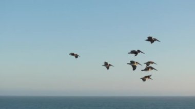 Gün batımında okyanusun üzerinde zarif bir şekilde uçan bir grup pelikanın çarpıcı görüntüsü. Yavaş çekimde 120 fps hızla çekilen an, uçuşlarının huzurlu güzelliğini vurguluyor..