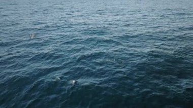 Gün batımında avlanan yunusların güzelliğini yaşayın, pelikanlar huzur ortamında süzülürler. 120 fps yavaş çekimde bu sahnenin 4K videosunu izleyin, büyüleyici anı yakalayın.