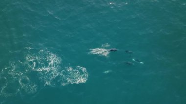 Yunusların, pelikanların ve martıların gün batımında sahil boyunca saniyede 120 kare hızla yavaş çekimde balık yakalamak için işbirliği yapmalarına tanık olun.