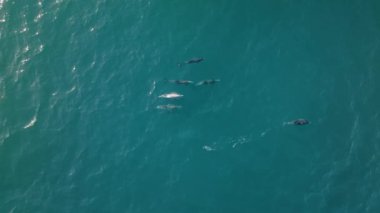 Büyüleyici bir hava görüntüsü, günbatımında turkuaz sularda balık avlayan yunusları ve yanında uçan pelikanları yakalıyor. Yavaş çekim etkisi çok derin bir deneyim sağlıyor..
