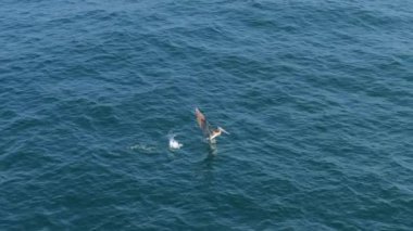 Görkemli bir pelikan okyanusun üzerinde uçar, büyüleyici bir günbatımı sahnesinde balık yakalar. 4K çözünürlükte 120 fps ile çekilen bu hava görüntüsü doğanın ve kuş davranışlarının güzelliğini vurguluyor..