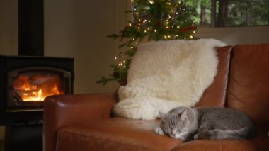 Sahne, yumuşak bir kanepede uyuyan bir kedi, parıldayan bir şömine ve süslerle parıldayan, neşeli ruhu yakalayan güzel dekore edilmiş bir Noel ağacı ile samimi bir Noel titreşimini gösteriyor.