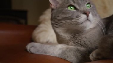 Yakın plan mutlu bir kediyi, parlak bir şöminenin yanındaki rahat bir kanepede dinlenirken, huzurlu bir evde güvenlik ve sıcaklığın özünü yakalayıp, davetkar ve huzurlu bir atmosfer yaratırken gösterir.