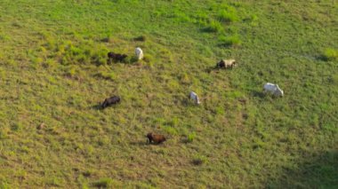 Hava görüntüsünde, Kosta Rika 'nın yemyeşil otlaklarında otlayan Brahman inekleri, bu tropikal cennette sığırlarla doğanın uyum içinde yaşadığı zengin manzarayı vurguluyor.