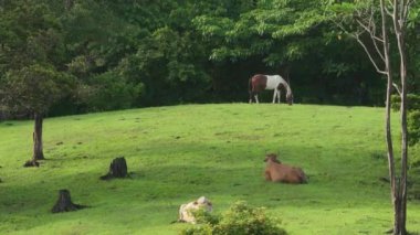 İnanılmaz sakin ve pitoresk bir hava manzarası Brahman sığırlarını ve zarif bir atı, güzel Kosta Rika ormanlarıyla çevrili canlı yeşil otlaklarda rahatça otlatırken sergiliyor.