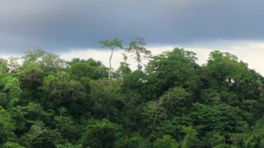 Kosta Rika 'nın büyüleyici, yemyeşil ormanlarını keşfedin. Görsel zevkleriniz için büyüleyici yüksek kalitede 4K çözünürlükte güzel bir görüntü yakalayın.