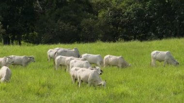 Bu hava görüntüsünde Brahman inekleri veya Zebu sığırları, Kosta Rika 'nın sık ormanlarla çevrili yeşil otlaklarda otluyorlar. 4K 'da yakalanan bölge, doğal güzelliği vurguluyor.