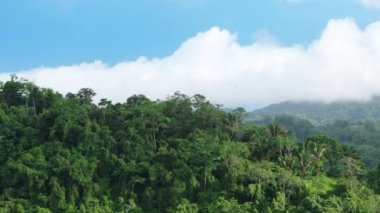 Kosta Rika 'nın yemyeşil ormanlarında sık sık sisle kaplı bir yolculuğa çıkın. Çarpıcı 4K hava görüntüsü bu tropik cennetin güzelliğini ve zengin biyolojik çeşitliliğini vurguluyor.