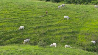 Brahman veya Zebu sığırları, Kosta Rika 'nın gür, canlı yeşil alanlarında zarif bir şekilde otlarken görülürler. Etkileyici bir hava perspektifinden 4K' lık büyüleyici bir güzellikle yakalanmışlardır.