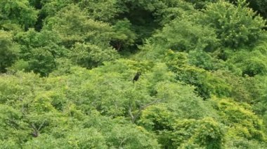 İnanılmaz bir hava görüntüsü Kosta Rika 'nın canlı, bereketli ormanlarının üzerinde süzülen görkemli bir Kara Akbaba' yı yakalıyor. Bölgelerin zengin biyolojik çeşitliliğini ve bereketli yeşil bitki örtüsünü vurguluyor.