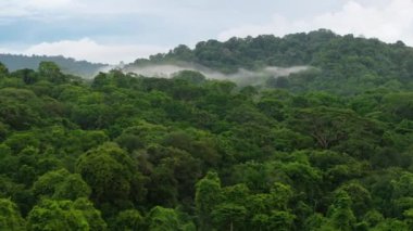 Kosta Rika 'daki Corcovado Ulusal Parkı' nın sisli ormanların, canlı yeşilliklerin ve çeşitli vahşi yaşamın unutulmaz manzaralar yarattığı yer.