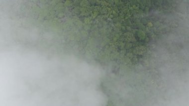 Kosta Rika 'nın sisli ormanlarının nefes kesici hava manzaraları, doğanın sakin sisli manzaralarla buluştuğu yer, hepsi unutulmaz bir yolculuk için şaşırtıcı bir 4K çözünürlükte yakalanmış.