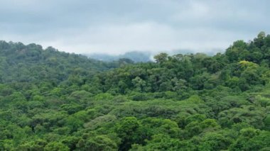 Kosta Rika 'nın ünlü biyolojik çeşitlilik merkezi Corcovado Ulusal Parkı' nın nefes kesici, bereketli ve karıştırılmış ormanlarını keşfedin.