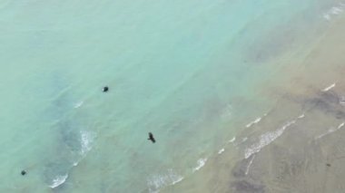 Bu hava fotoğrafı Kosta Rika 'nın turkuaz sularında süzülen görkemli bir Kara Akbaba' yı ve biyolojik çeşitlilik ve vahşi yaşam açısından zengin gür ormanların çerçevelediği kumlu sahilleri yakalıyor.