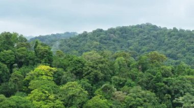 Kosta Rika 'daki Corcovado Ulusal Parkı' nın sisli ve büyüleyici ormanlarını keşfedin. Canlı yeşillik ve nefes kesici manzaralar tüm ziyaretçileri cezbedecek.
