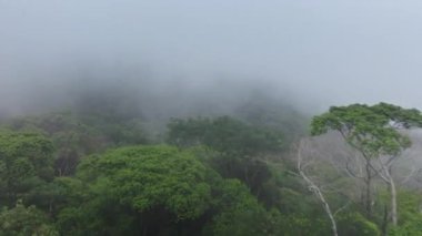 Kosta Rika 'nın yemyeşil ormanlarında bir yolculuğa çıkın, nefes kesici yeşil ve sis manzaralarının tadını çıkarın, unutulmaz bir deneyim için baş döndürücü 4K' da yakalandınız.