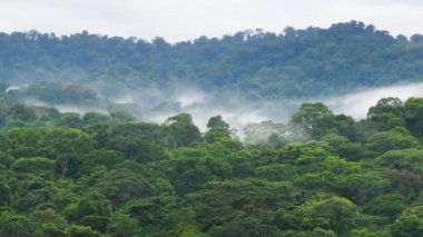 Corcovado Ulusal Parkı 'nın büyüleyici sisli ormanlarını keşfedin. Orada bereketli yeşillik ve büyüleyici sis gerçekten büyülü bir atmosfer oluşturmak için bir araya gelir.