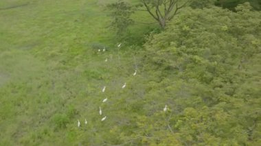 Ardea Alba 'nın verimli ve canlı yeşilliğin ortasındaki nefes kesici ve çarpıcı yavaş çekim hava manzaraları güzelliklerini, zarafetlerini ve zarafetlerini sergiliyor.