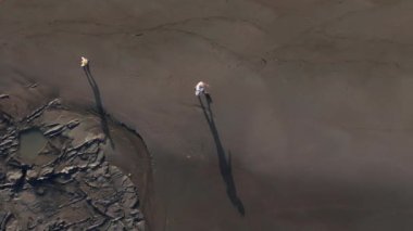 Havadan bakıldığında, bir baba ve oğulun resimli bir plajda el ele yürüdüğünü görüyoruz, siluetleri altın kuma karşı, yumuşak okyanus dalgaları barışçıl ve neşeli bir atmosfer yaratıyor.