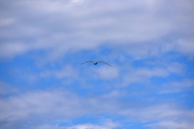 Bir martı bulutlarla gökyüzünde uçar.