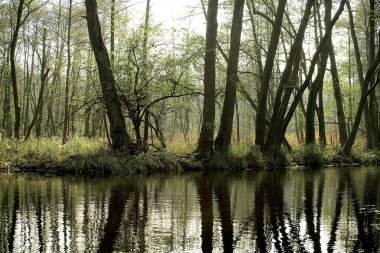 Polonya 'daki Pakistan nehri. Ormanda nehir.