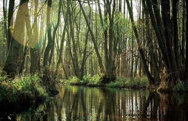 Polonya 'daki Pakistan nehri. Ormanda nehir.