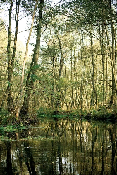 Polonya 'daki Pakistan nehri. Ormanda nehir.