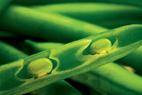 緑の豆を閉じる 新鮮な野菜 — ストック写真