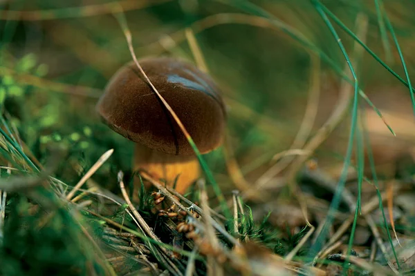 Yosun içinde mantar. Orman çöpü.. 