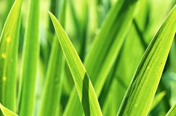 Yaz boyunca yeşil çayır. Çimenlere yakın çekim.