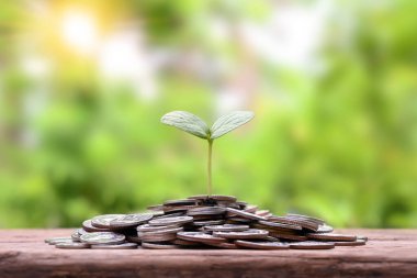 Business concept, saving money and economic growth.Tree growing on a stack of coins.
