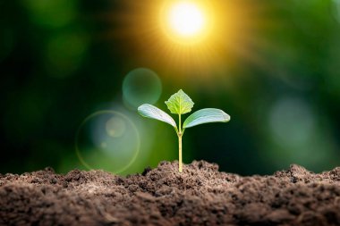 The young plant grows in soil with bright sunlight and blurred green nature background.