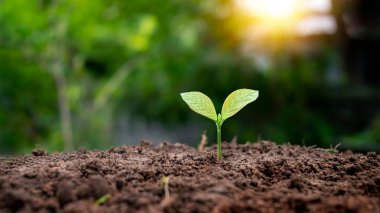 The young plant grows in soil with bright sunlight .