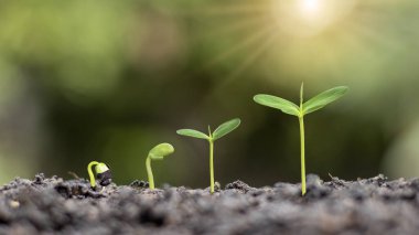 The sequence of plant development, growth, or germination. The concept of plant growth in the right outdoor environment.