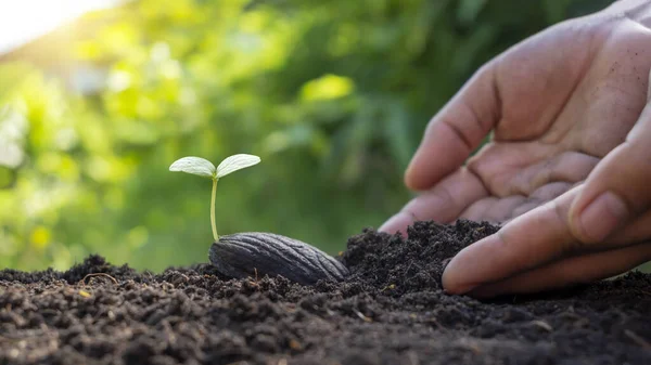 Planting trees with seeds and planting trees at the hands of farmers. plant growth ideas