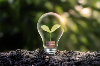 Bozuk paraların üzerinde büyüyen bir ağaç ya da enerji tasarrufu sağlayan bir ampulün içinde para. Enerji kavramları, yenilenebilir enerji ve sürdürülebilir bir dünya için alternatifler.