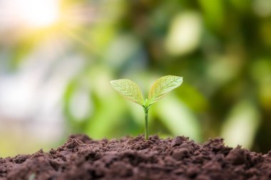Genç bitkiler, bitkilerin ihtiyacı olan besinlere ve uygun güneş ışığına sahip toprakta büyürler..