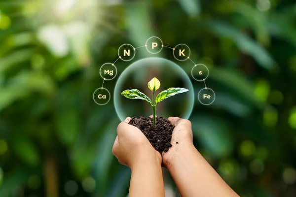 Plants grow in the soil in the hands of farmers. Concepts of plant fertilizers, plant nutrients, and factors necessary for plant growth and development.