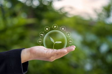 İnsan elinde büyüyen ağaç ve bulanık yeşil bir arka plan. Orman koruma konsepti, Dünya Çevre Günü.