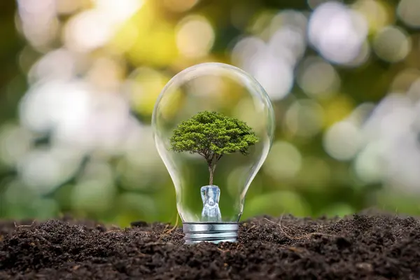 Plants grow in environmentally friendly bulbs. Clean energy and renewable energy concepts Environmentally friendly natural fuels.