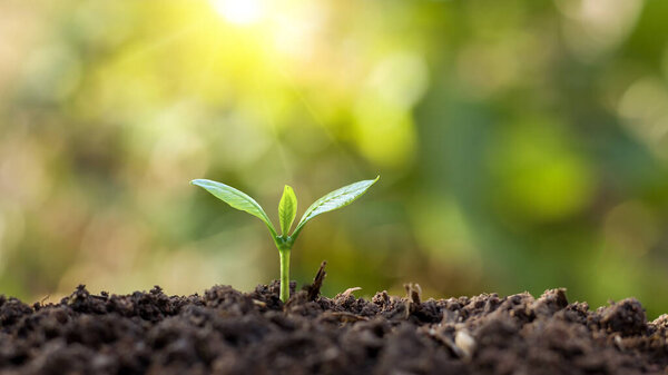 Young plants grow in soil that has the nutrients the plants need and appropriate sunlight.