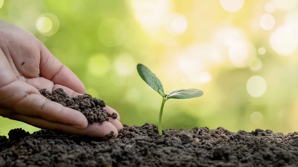 Tree Planting Including Planting Trees Farmers Hand Plant Growth Ideas — Stock Photo, Image