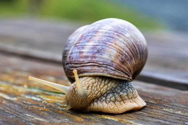 Emekleyen bir Romalı salyangozun (Helix pomatia) doğadaki bir alt tabakaya yakın çekimi.