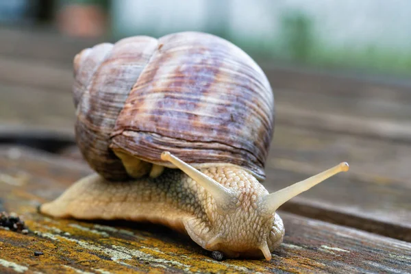 stock image Close-up of a crawling Roman snail (Helix pomatia) on a substrate of wood in nature.