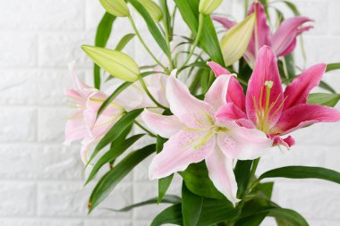 Güzel renkli zambak çiçekleri